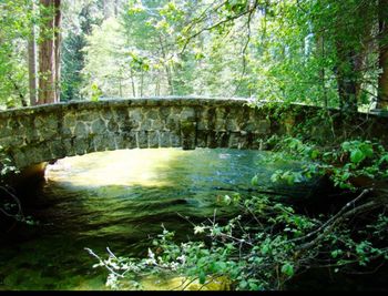 Scenic view of river in forest