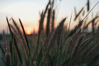 Close-up of fresh plants on field against sky