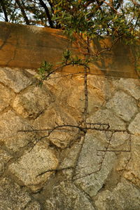 Close-up of tree