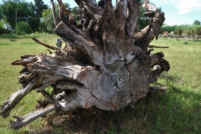 Close-up of tree trunk on field