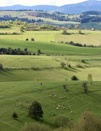 Scenic view of agricultural field