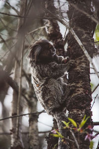 Monkey on tree trunk