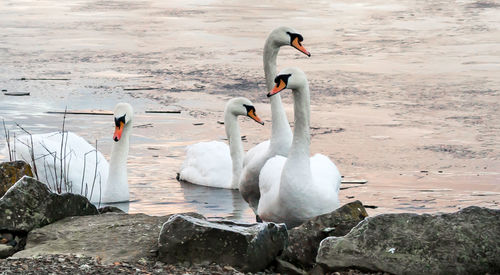 Birds in calm water