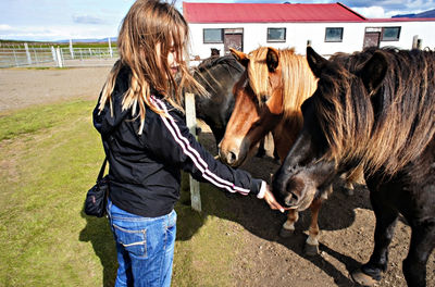 Young blond woman giving treat to group of black and red icelandic horses. pet love, animal care