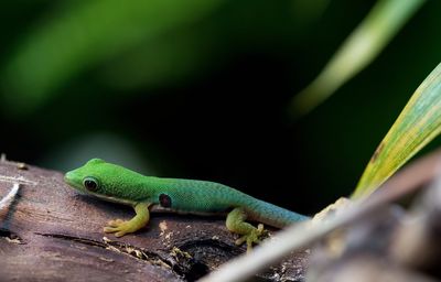 Close-up of lizard on wood