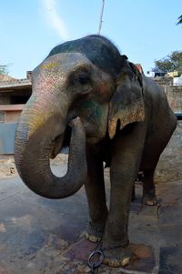 Close-up of elephant against sky