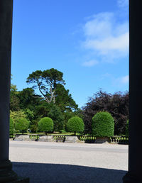 Trees in park