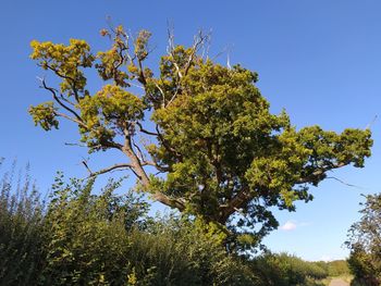 Low angle view of flowering tree against blue sky