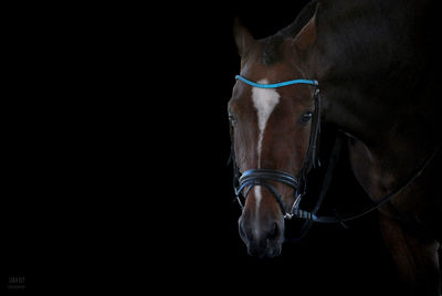 Close-up of horse against black background