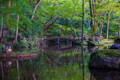 Scenic view of lake in forest