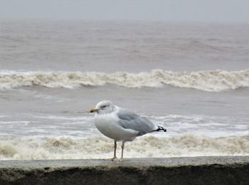 Seagull perching on shore