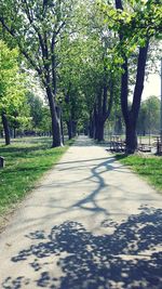 Pathway along trees in park