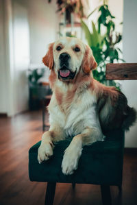 Portrait of dog