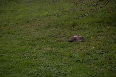 View of a sheep on grassy field