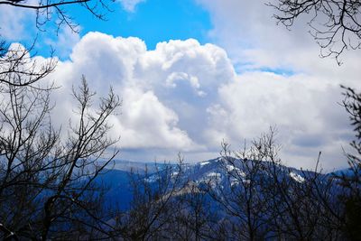 Low angle view of trees against sky