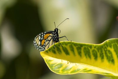 Close-up of butterfly on plant