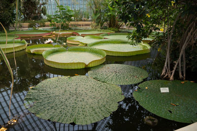 Lotus water lily in pond