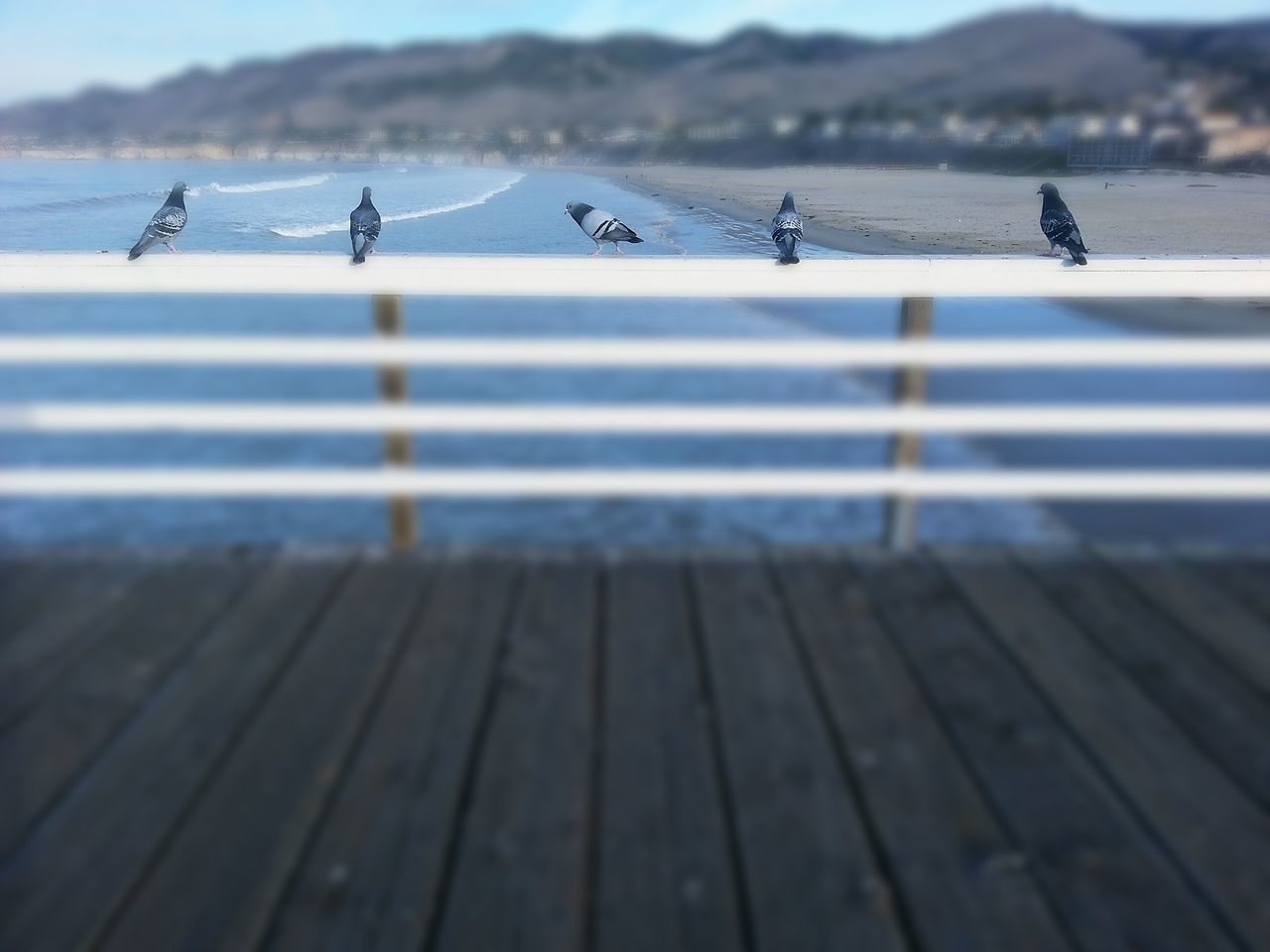 Modelingbirds