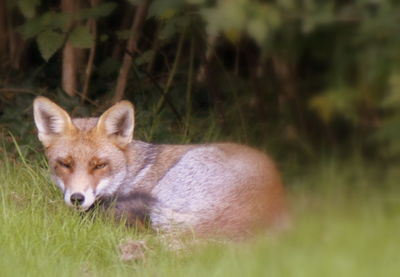 Cat relaxing on grassy field