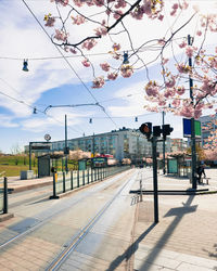 Blooming cherry trees near bus stop