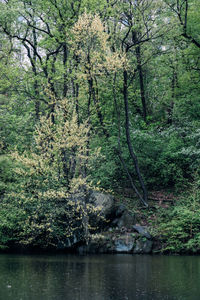 Scenic view of river in forest