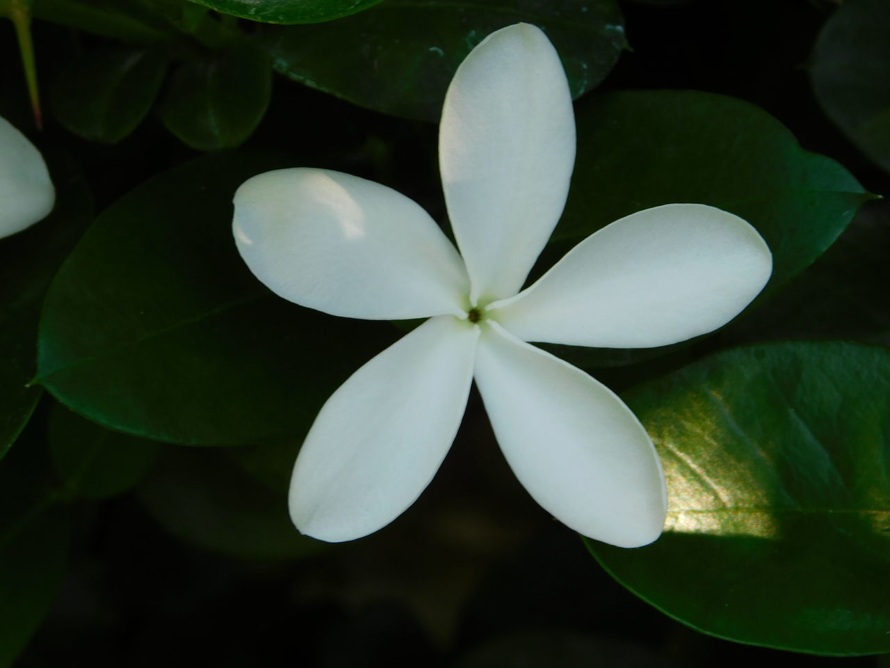 CLOSE-UP OF WHITE FLOWERING PLANTS