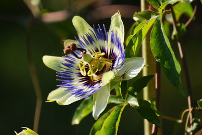 Close-up of purple flower blooming outdoors