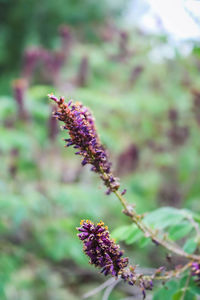 Close-up of honey bee on purple flowering plant
