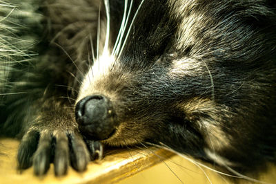 Close-up of raccoon lying on wooden plank