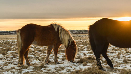 Horses standing on field against sky during sunset