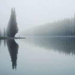 Reflection of trees in lake