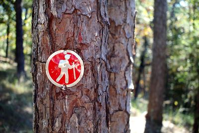 Close-up of text on tree trunk in forest