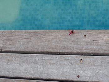 High angle view of woman swimming in pool