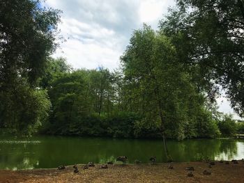 Scenic view of lake against trees in forest