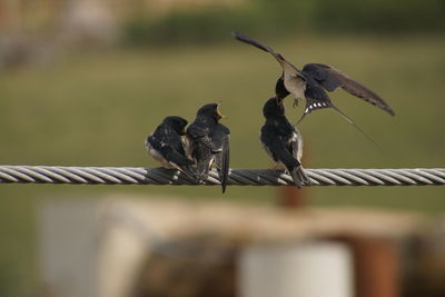 Birds perching on rope