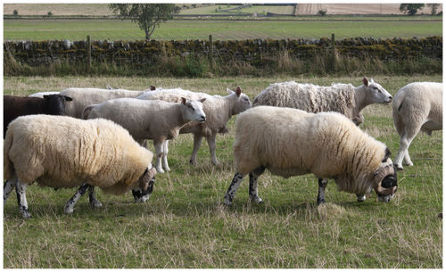 Sheep in a field