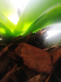 Macro shot of fresh green plant