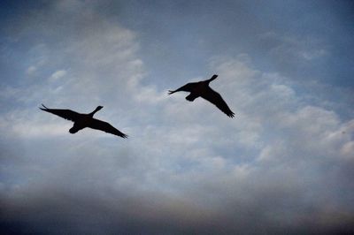 Low angle view of silhouette birds flying against sky