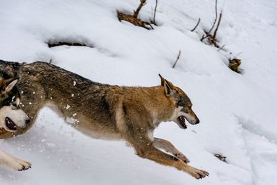 High angle view of wolf on snow covered field