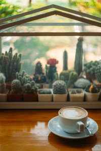 Close-up of cactus and coffee served on table