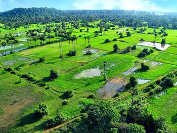 High angle view of trees on field