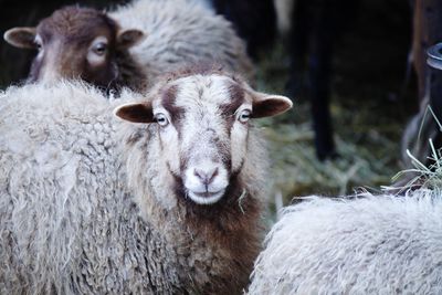 Portrait of sheep