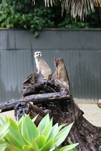 View of birds perching on wood