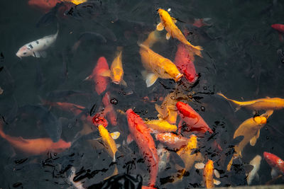 High angle view of koi carps swimming in lake