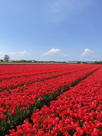 Red flowers on field against sky