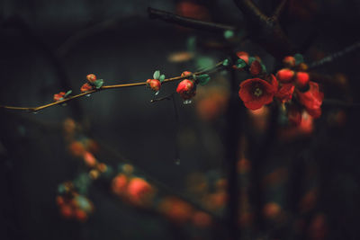 Close-up of berries growing on plant