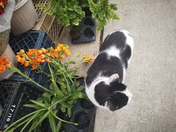 High angle view of cat by potted plant