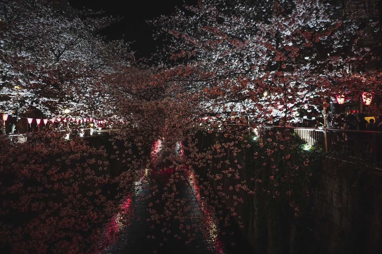 CROWD AT NIGHT