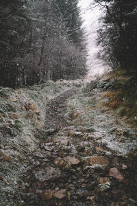 Dog in forest during winter