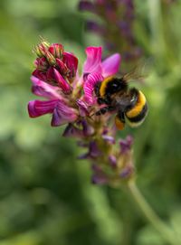 Close-up of bee pollinating on pink flower